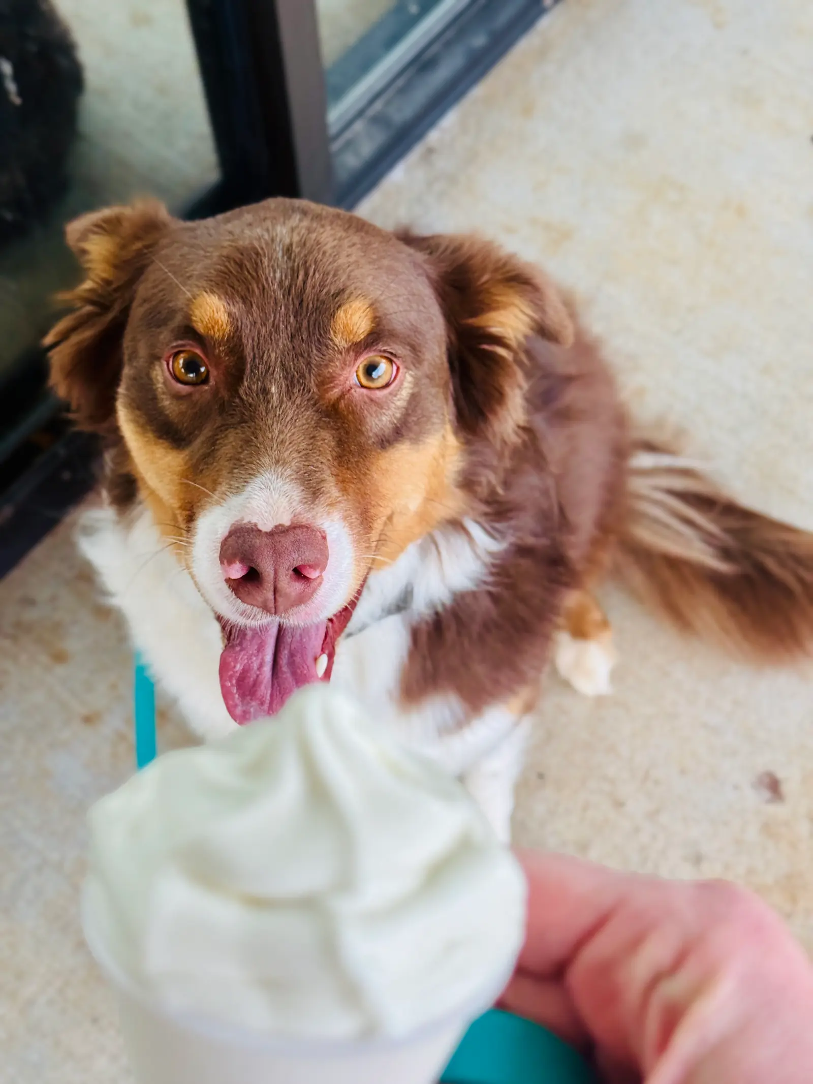 Pet transportation and local pet care support 12